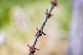 Barbed wire details Royalty Free Stock Photo