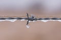 Barbed wire encased in ice Royalty Free Stock Photo