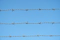 Barbed wire fence against a blue clear sky Royalty Free Stock Photo