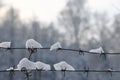 Barbed wire on the fence against light background in the winter cloudy day. Royalty Free Stock Photo