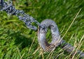 Barbed wire fence anchor point Royalty Free Stock Photo