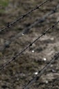 Barbed Wire Fence in Auschwitz Birkenau Royalty Free Stock Photo