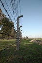 Barbed wire fence, Auschwitz concentration camp Royalty Free Stock Photo