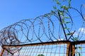 Barbed wire fence Royalty Free Stock Photo