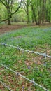 Barbed wire fence beside a bluebell wood. Royalty Free Stock Photo