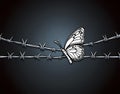 Barbed wire fence with a butterfly trapped in it Royalty Free Stock Photo
