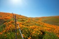 Barbed wire fence through California Golden Poppies on hills during springtime super bloom in the southern California high desert Royalty Free Stock Photo