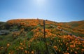 Barbed wire fence through California Golden Poppies during springtime super bloom in the southern California high desert Royalty Free Stock Photo