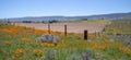 Barbed wire fence through California Golden Poppies during springtime super bloom in the southern California high desert Royalty Free Stock Photo