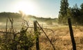 Barbed wire fence in the countryside. Valley sunrise. Fog in the hill with barbed wire fence. Sun Rays with dew drop on barbed Royalty Free Stock Photo