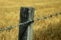 Barbed Wire Fence Detail