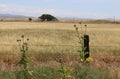 Landscape of a farmhouse framed by a fence with wild thistles, Route 120, CA.