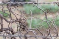The barbed-wire fence and a dried-up plants