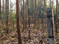 Barbed wire fence enclosing the drought teak plantation Royalty Free Stock Photo