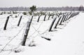 Barbed wire fence on the field Royalty Free Stock Photo