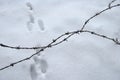 Barbed wire fence in front of a path of snow with animal footprints. Winter nature