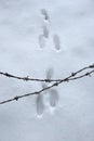 Barbed wire fence in front of a path of snow with animal footprints. Winter nature