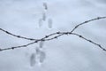 Barbed wire fence in front of a path of snow with animal footprints. Winter nature