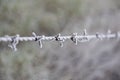 A barbed wire fence frozen by the harsh winter.