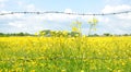 Barbed Wire Fence And Meadow Royalty Free Stock Photo