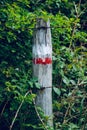 Barbed wire fence in the meadow in the nature Royalty Free Stock Photo