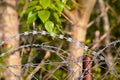 barbed wire and fence on nature background close-up Royalty Free Stock Photo