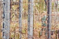 Barbed wire, a fence in prison and the silhouette of a prison guard on the background Royalty Free Stock Photo