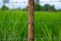 Barbed wire fence in rice fields Royalty Free Stock Photo