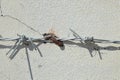 Barbed Wire Fence squashed bug Royalty Free Stock Photo