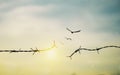 Barbed wire fence with sunset Twilight sky. Broke spike change transform to bird boundary concept for human rights slave prison