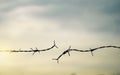 Barbed wire fence with sunset Twilight sky. Broke spike change transform to bird boundary concept for human rights slave prison