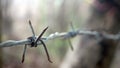 Barbed wire on fence to feel worrying. Barbed wire. Royalty Free Stock Photo