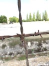 Barbed Wire Fencing at Dachau Concentration Camp, Germany