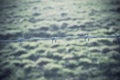 Barbed wire in a field Royalty Free Stock Photo