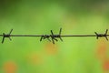 barbed wire . Field of poppies with barbed wire Royalty Free Stock Photo