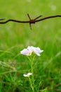 Barbed wire and flower. Beauty and ugliness. Wild flower.Enviroment protection. Under the protection of. Royalty Free Stock Photo