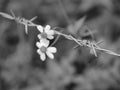 Barbed wire with flowers