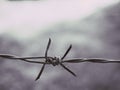 The barbed wire has a spider web on it Royalty Free Stock Photo