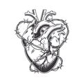 Barbed wire heart anatomically hand drawn line art. vintage Flash tattoo or print design vector illustration