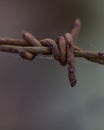 Barbed wire. I use it for enclosing my home`s fence Royalty Free Stock Photo