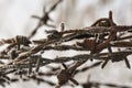 Barbed wire with ice crystals Royalty Free Stock Photo