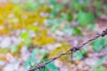 Barbed wire isolated on a blurry forest background Royalty Free Stock Photo