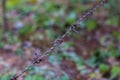 Barbed wire isolated on a blurry forest background Royalty Free Stock Photo