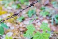 Barbed wire isolated on a blurry forest background Royalty Free Stock Photo