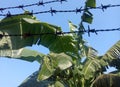 Barbed wire and leaves of old banana trees against a background of bright skies Royalty Free Stock Photo