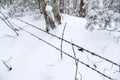 Barbed wire lines in snow Royalty Free Stock Photo