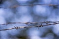 Lines of barbed wire to demarcate the border