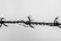 Barbed wire with morning ice Royalty Free Stock Photo