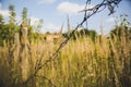 Barbed wire on the natural background. Old prison fence. Dry spikelets of the high grass are growing in the autumn field. Herbs of Royalty Free Stock Photo