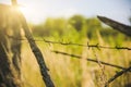 Barbed wire on the natural background. Old prison fence. Dry spikelets of the high grass are growing in the autumn field. Herbs of Royalty Free Stock Photo